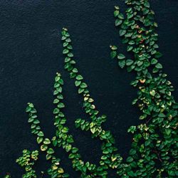 A black wall with green foilage.