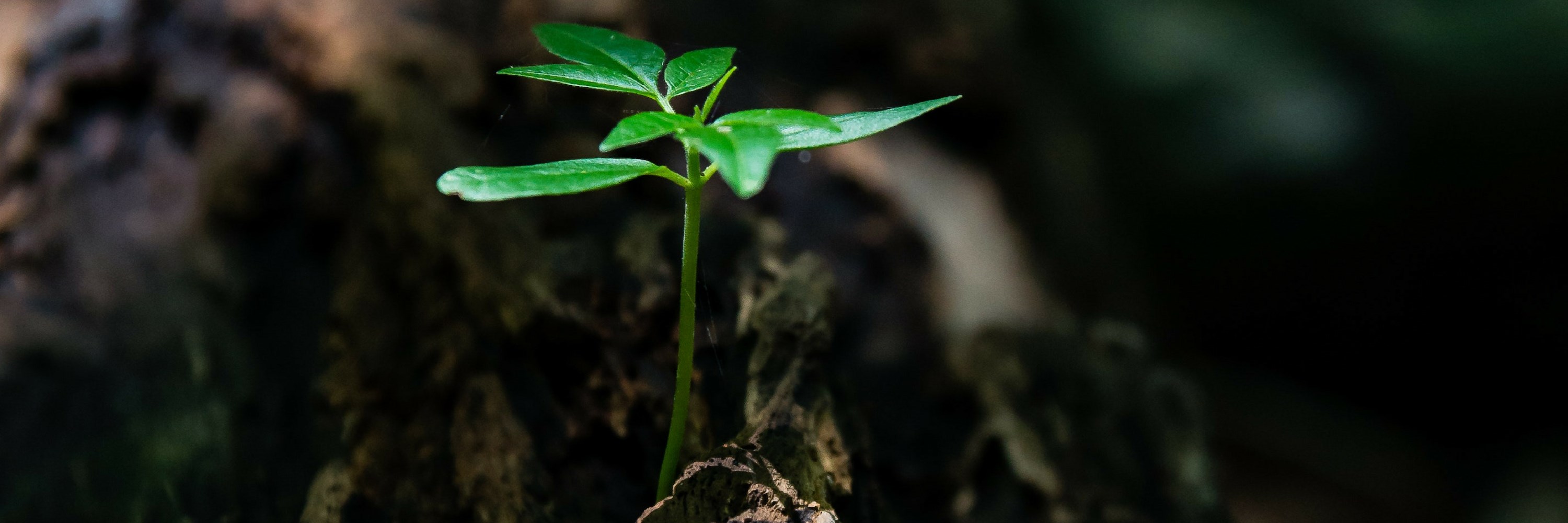 Illustrasjonsbilde av naturen.