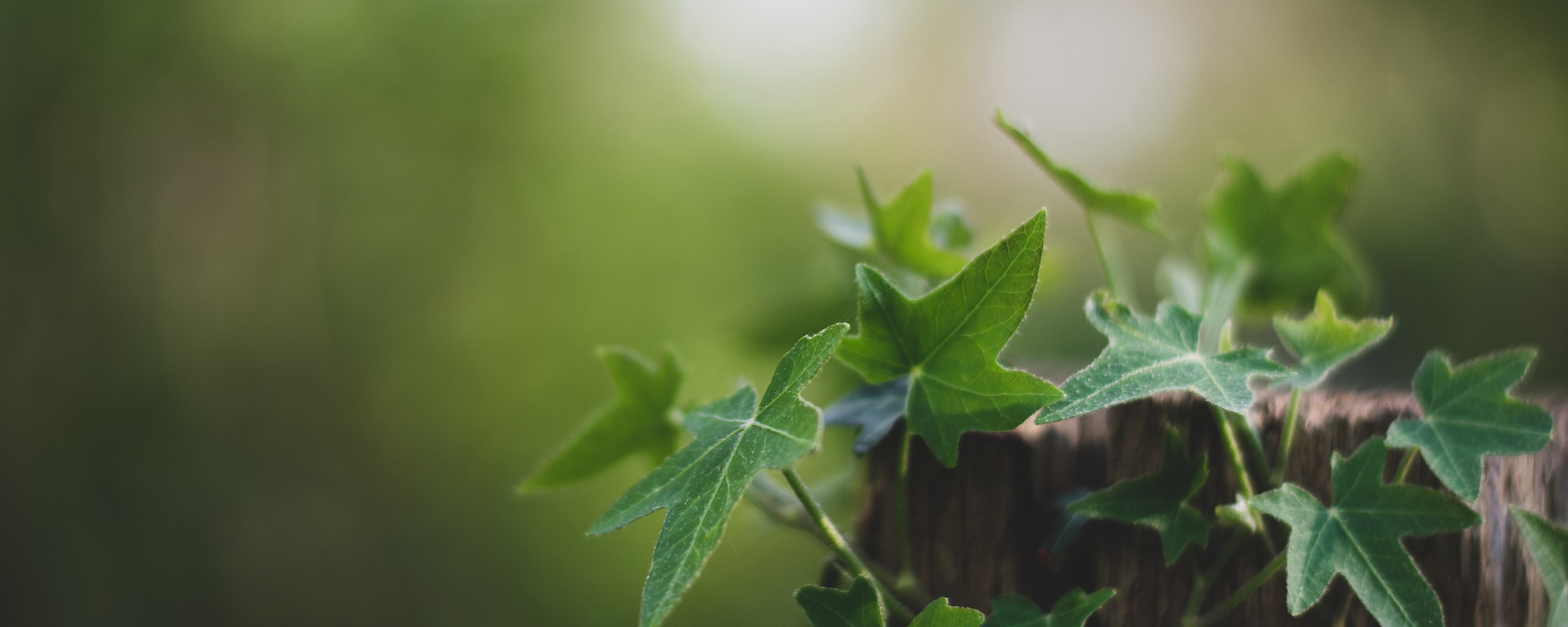 Illustrasjonsfoto av grønne blader. Foto: Unsplash v. Tugce Gungormezler